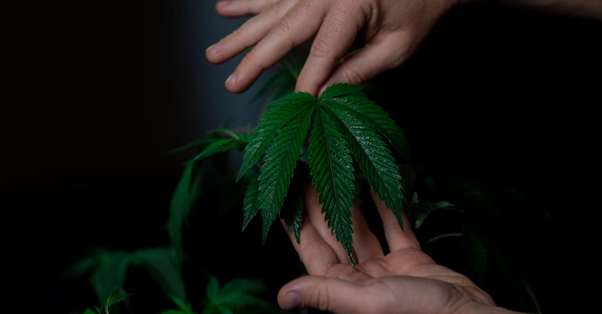 découvrez le cannabidiol, une substance naturelle extraite du cannabis, réputée pour ses propriétés thérapeutiques. explorez ses bienfaits potentiels sur la santé, son utilisation dans différents produits et les dernières recherches sur ses effets. informez-vous sur cette alternative prometteuse pour le bien-être.